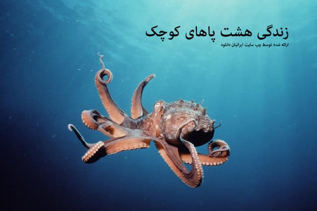 دانلود مستند زندگی هشت پاهای کوچک