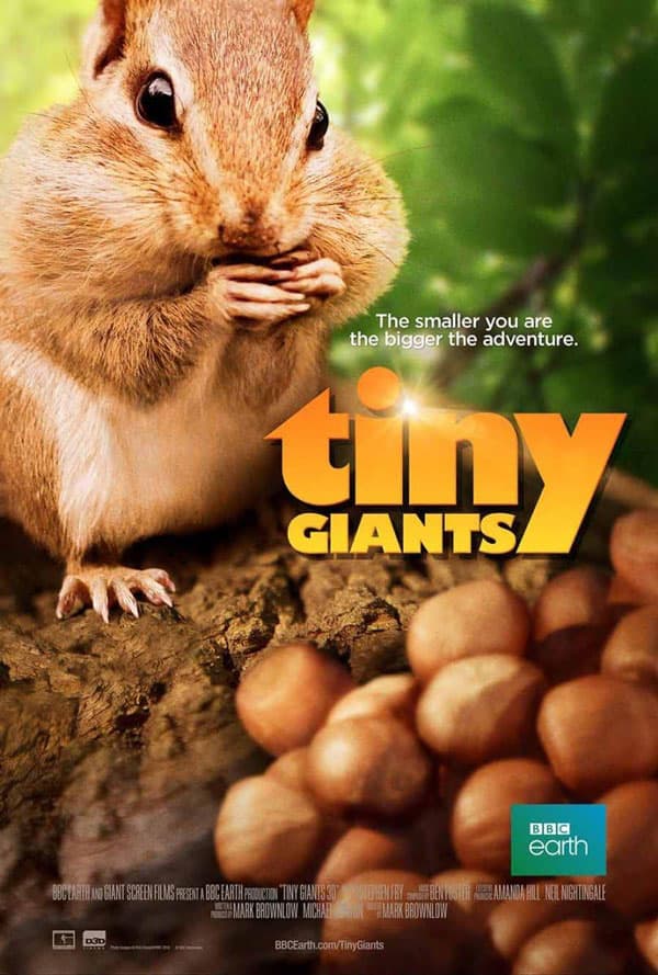 Tiny Giants 2014