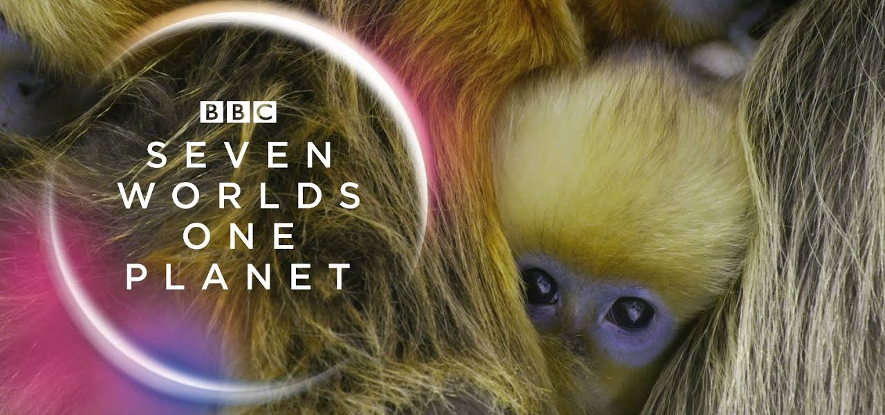 Seven Worlds One Planet 2019 پوستر