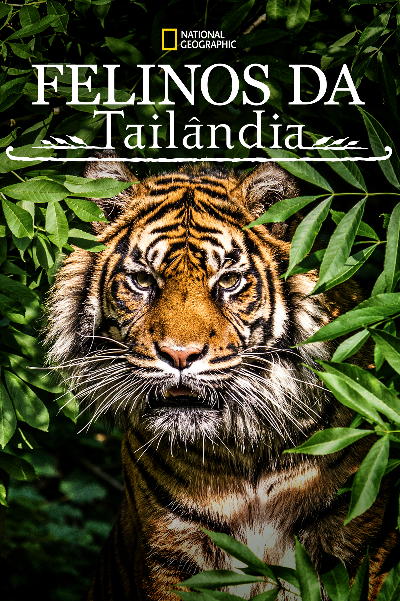 مستند گربه های وحشی تایلند Thailand’s Wild Cats 2021