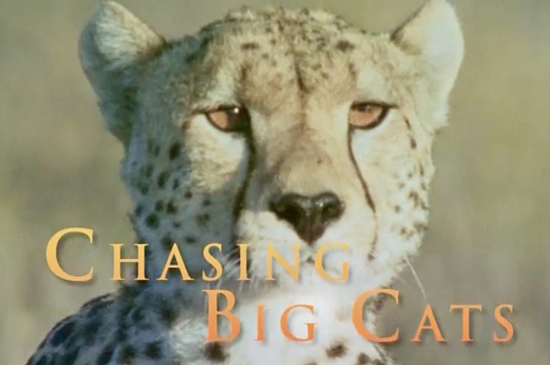 دانلود مستند یک هفته با گربه سانان Chasing Big Cats 2004