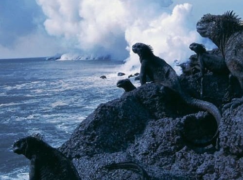 کاور مستند Galapagos 2006