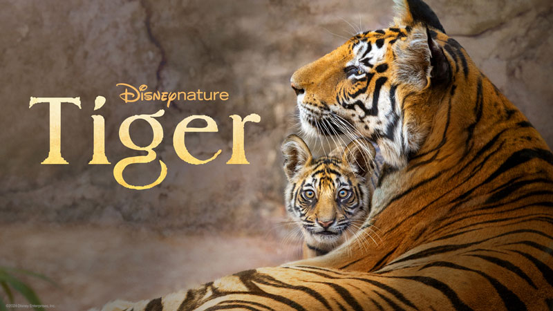 مستند ببر Tiger 2024