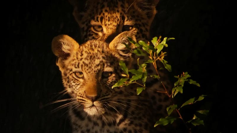 Living with Leopards 2024